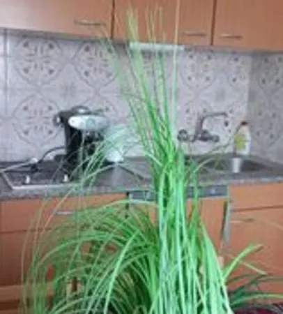 Anna Apartment